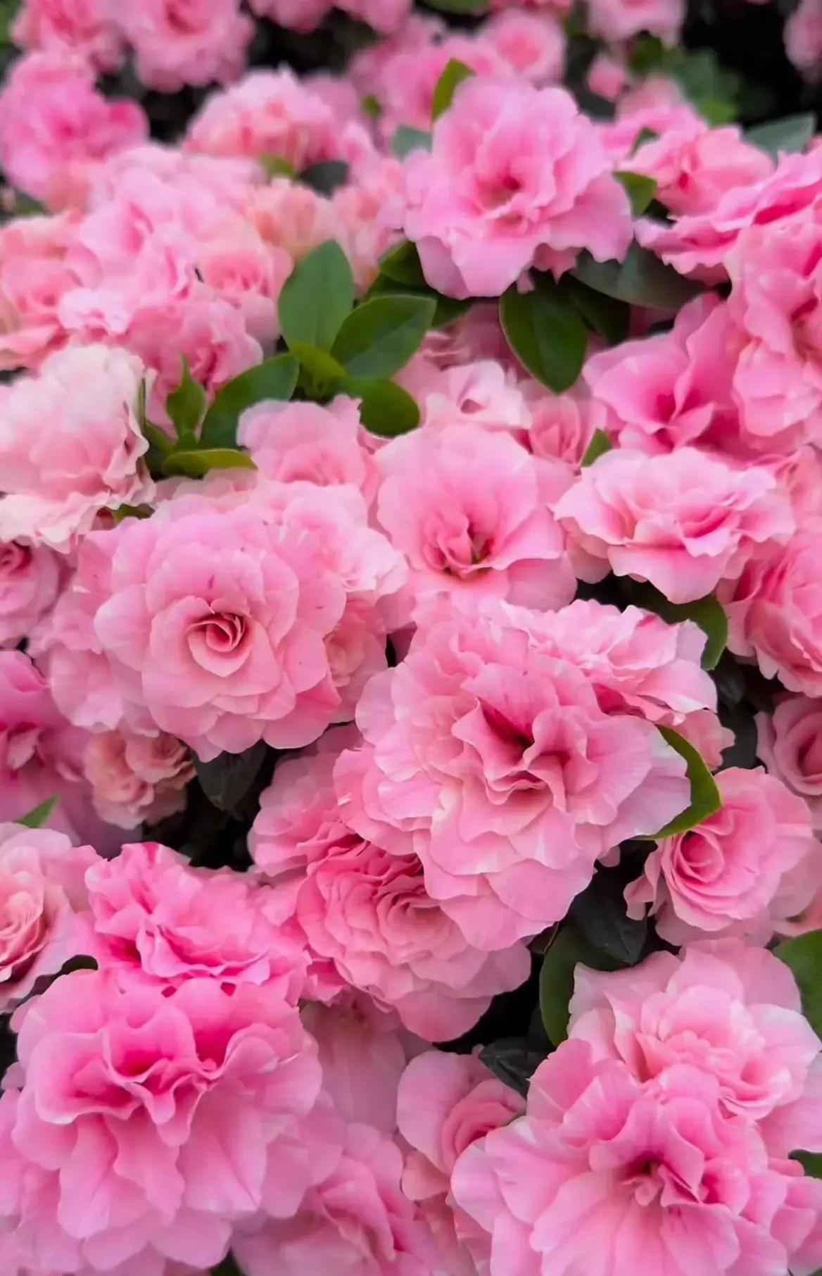 冬天北方阳台缺颜色？试试这盆爱之彩杜鹃，花开像玫瑰却超级耐养，冬天直接变大花球！