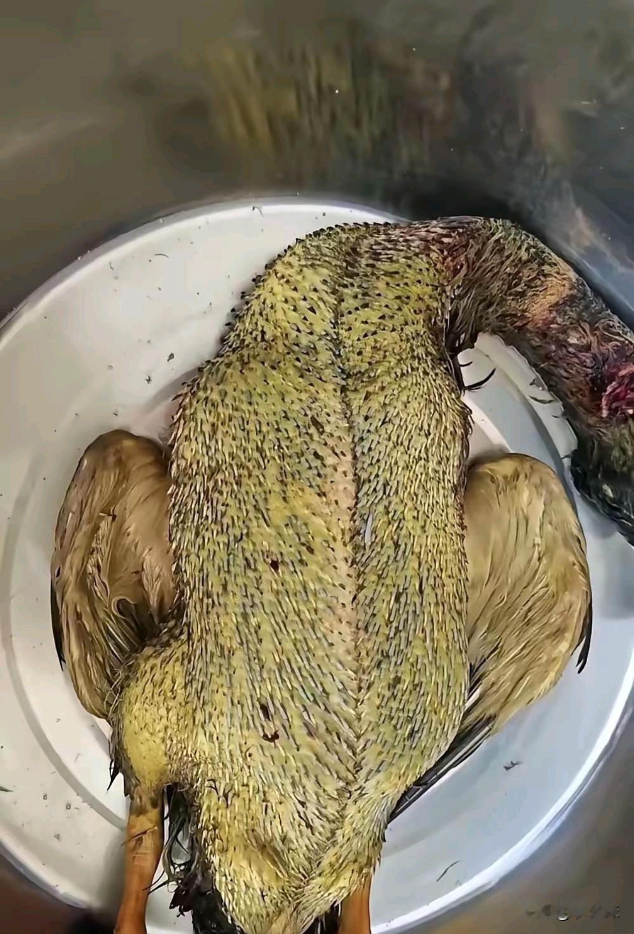 同事说是老家拿回来的，但是毛怎么处理？