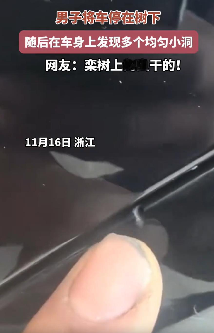 “差点解释不清了！”浙江，一男子把车停在树下，可当他准备开车离开时，却发现车身上