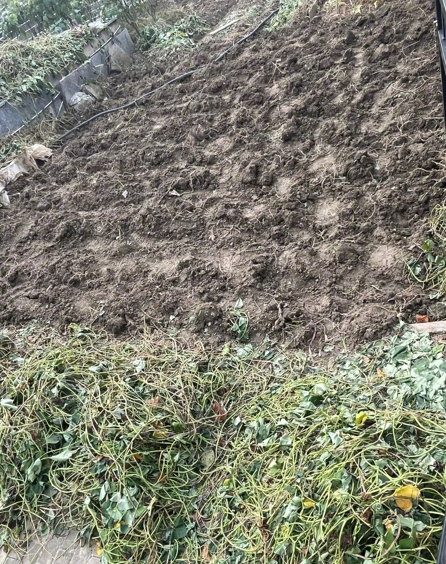 狸花猫的超强保护色！！​​​