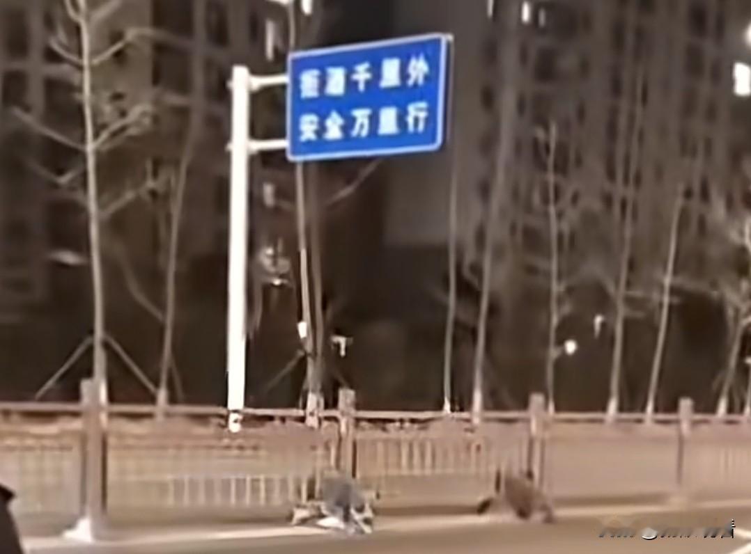 扬州西区惊现野猪！直接卡护栏笑不活了😂扬州人快来看热闹！西区邗江区街头