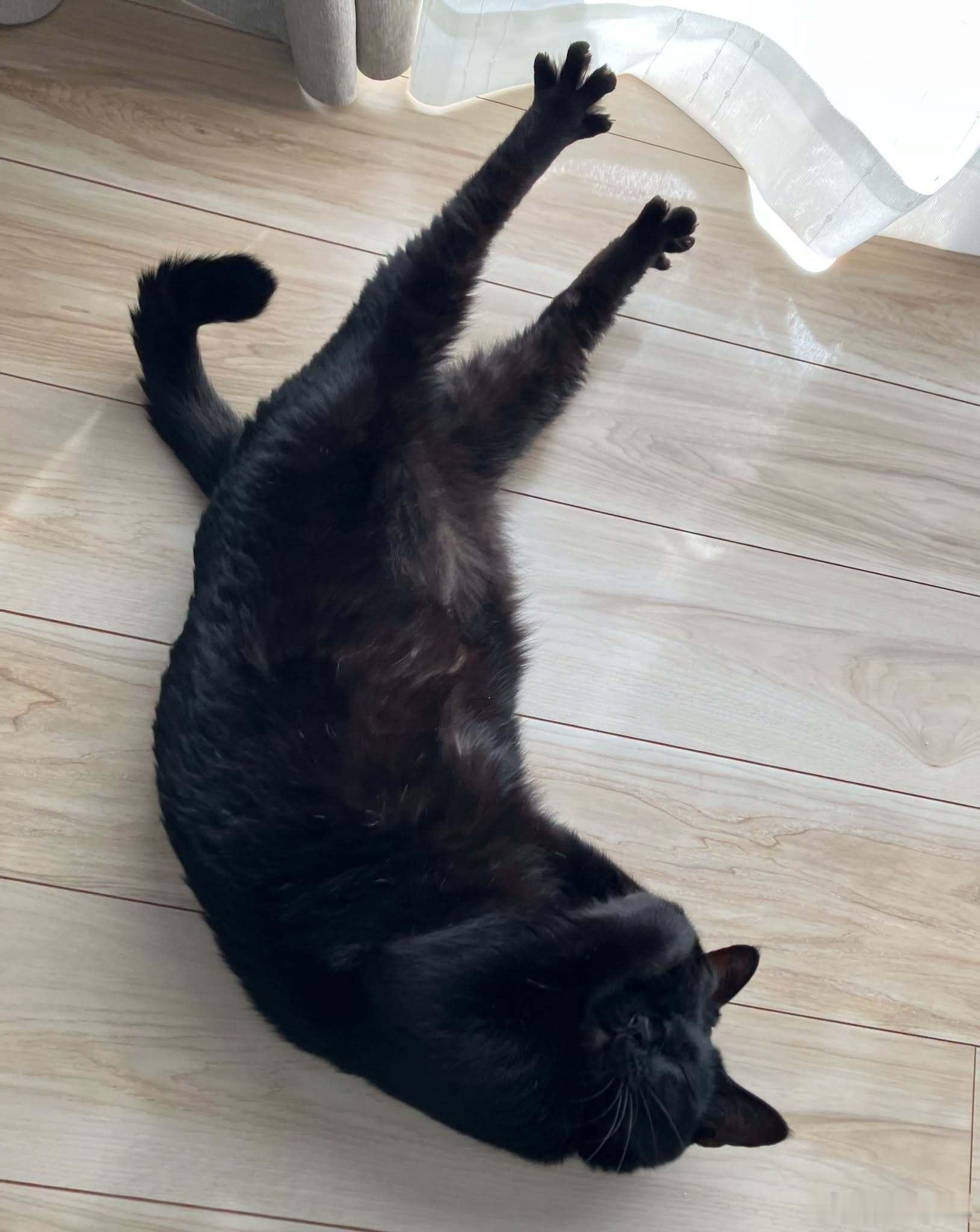 当猫咪伸懒腰时，爪子🐾伸得直直的，好可爱[抱抱]​​​