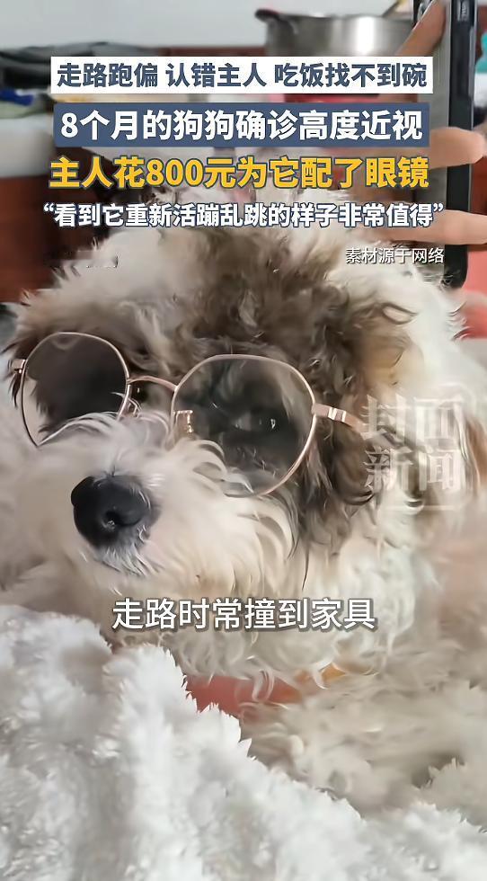 “笑不活了！”河南，一女子养了只小狗，它吃饭时总要趴在地上找食物，并且老撞到家