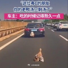 这位粤C车主你的鸭子掉了鸭子：“好不容易保住一命，想过鸭子的感受吗”广州