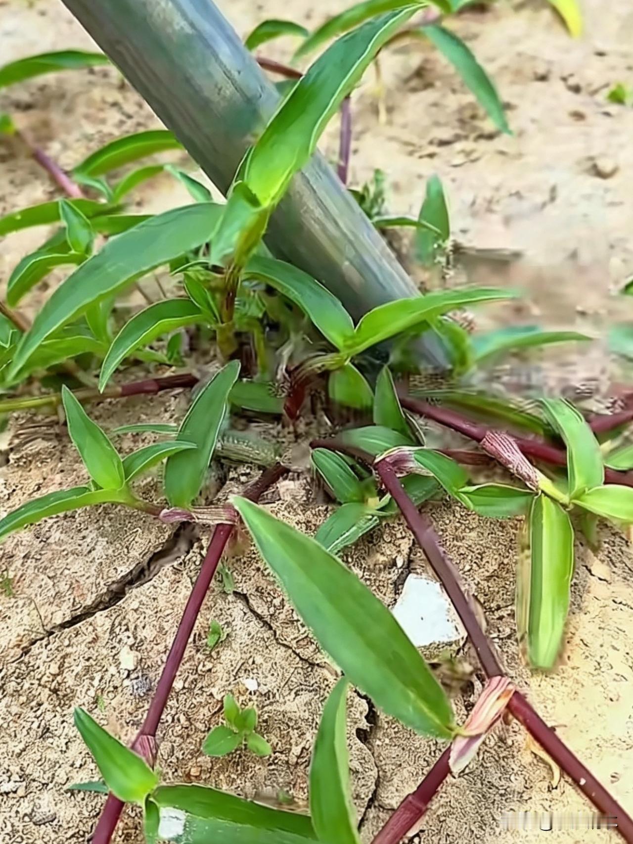 性学专家说：“要是一个男人自己能解决生理需求，生活上不用人照顾，心里够强大、遇事