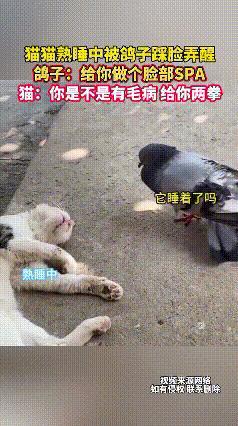 猫咪睡觉被鸽子骑脸？这波“收拾”藏着动物界的生存真理真别笑鸽