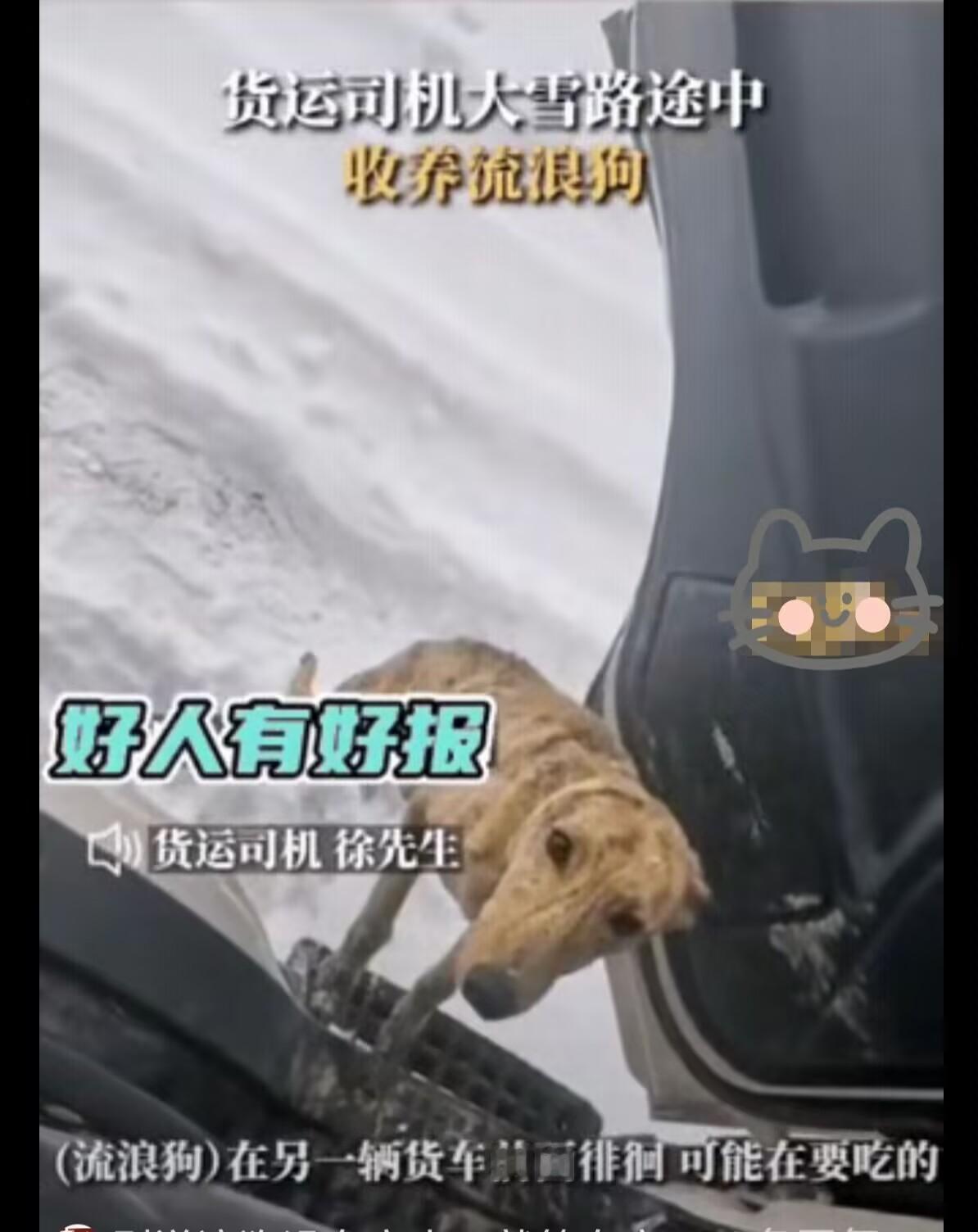 零下20℃的双向奔赴！货车司机救下皮包骨流浪狗从此漫漫征途多了个守护神锡林