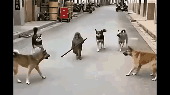 家人们谁懂啊！这猴子怕不是孙悟空转世吧！现场直击一只猴子耍棍退群狗，那风范简直和