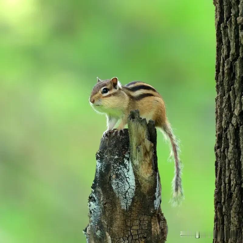 2026年是丙午马年，传说犯太岁的四大生肖有马、鼠、牛、兔。属马人这年是本命年，
