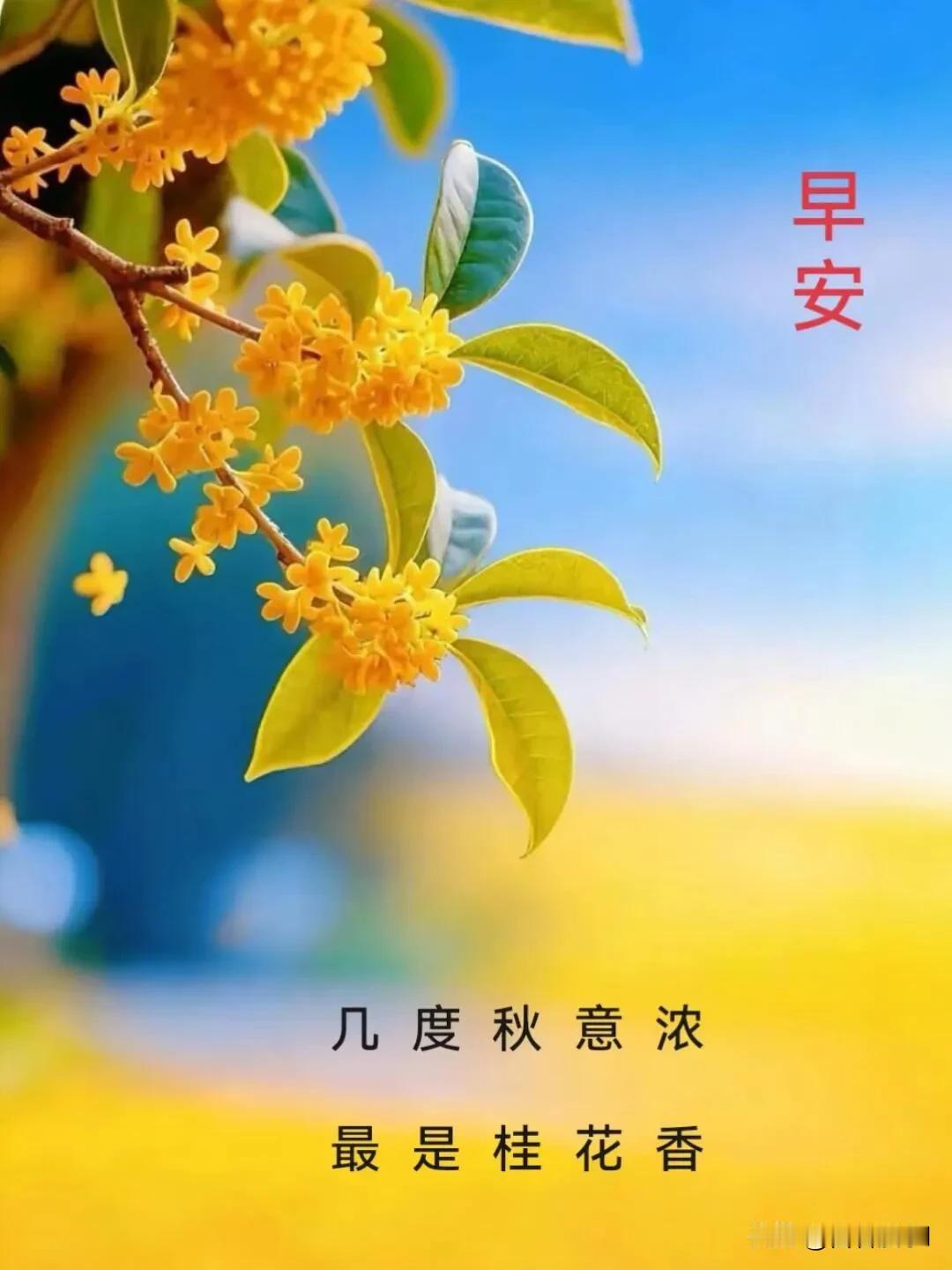 几度秋意浓，最是桂花香，早安！愿秋安常伴，万事芬芳。