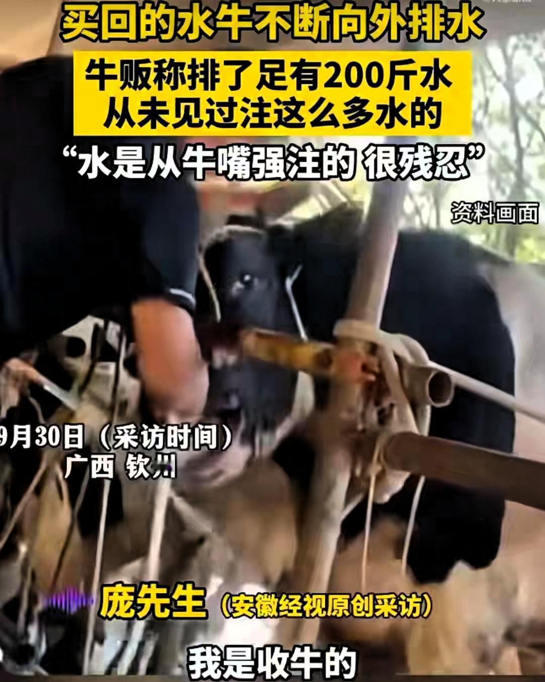 买牛买到“水龙头”？广西一头活牛竟排出200斤水！你敢信吗？买回来一头活蹦乱