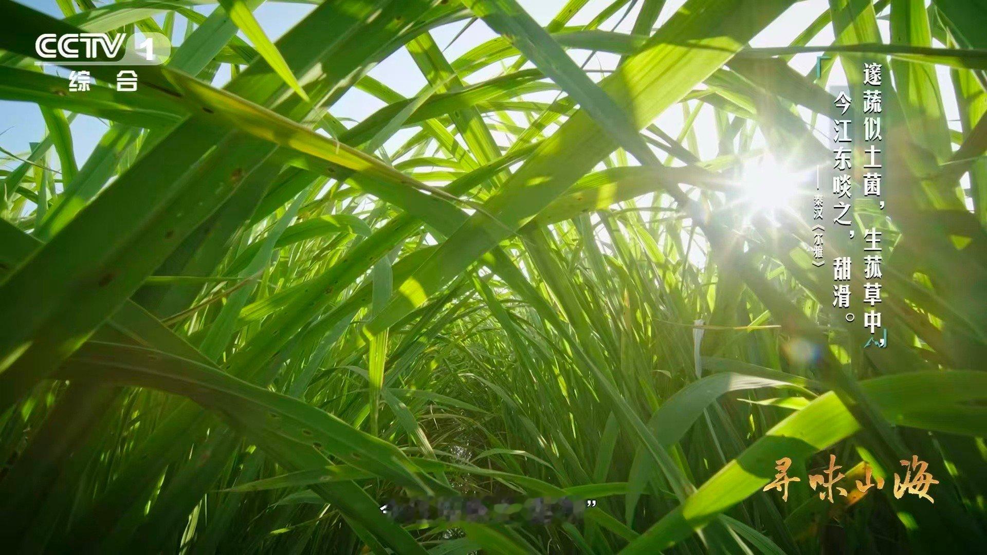 茭白居然和大米是亲戚茭白原本是古人吃的粮食揭开茭白的隐藏身份：它本是古人碗里的