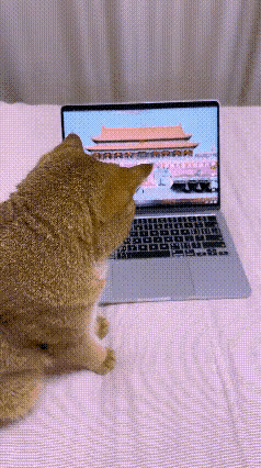 刷到这个画面看着特别有意思，平时只顾着吃喝睡觉的小橘猫，安安静静趴在床边，认认真