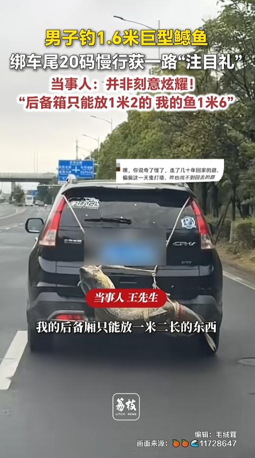 “绝对是故意的！”8月12日报道，湖北武汉，有网友发现，路上一辆车后面绑了条大鲶