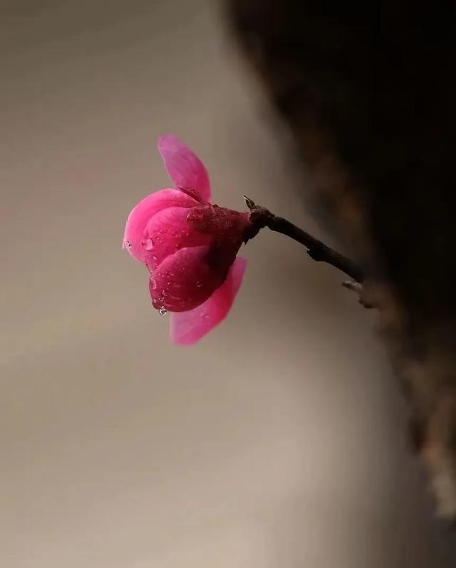 分享美丽绽放的花朵一枝轻绽，半含朝露，是季节写在枝头的浪漫诗行。