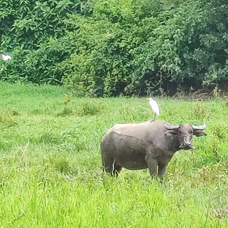 对于“老牛吃嫩草”的人，我很难产生同情。就像60岁的曲阿姨，退休独居，却因“老牛
