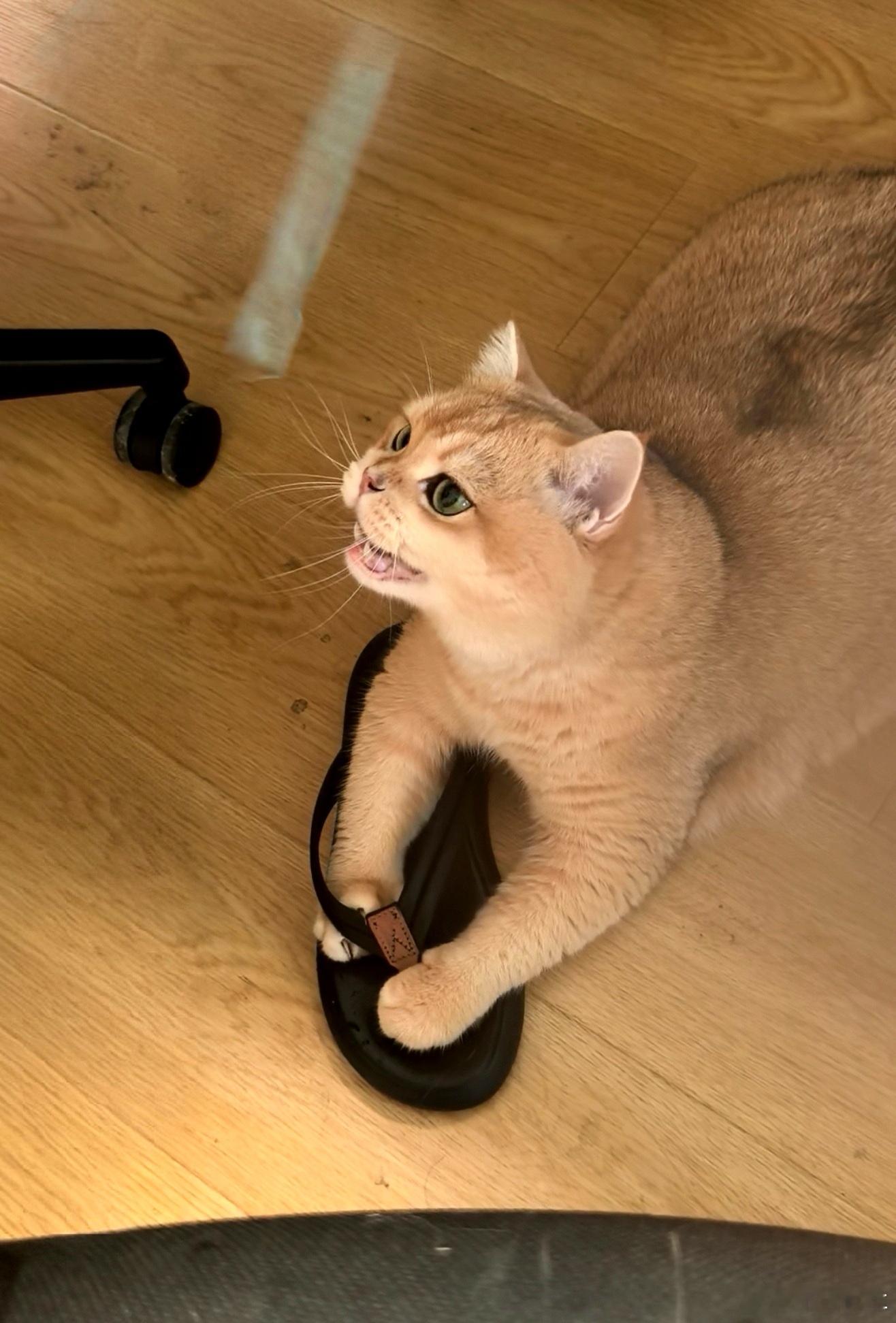 抢不到逗猫棒，来财气急败坏啦[捂脸哭][捂脸哭][捂脸哭]​​​