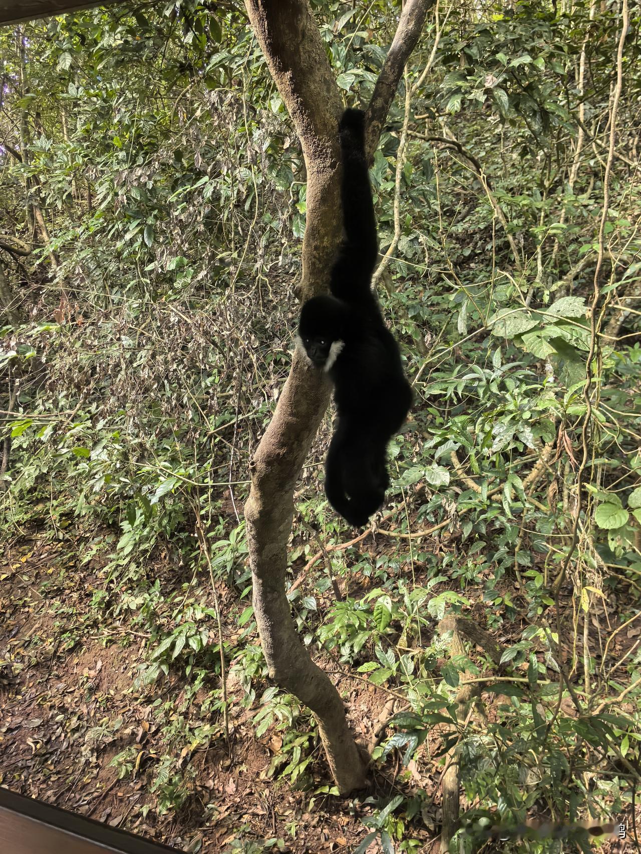 野生大象没见到，倒是遇到了野生长臂猿，也算是无心插柳柳成荫了。[