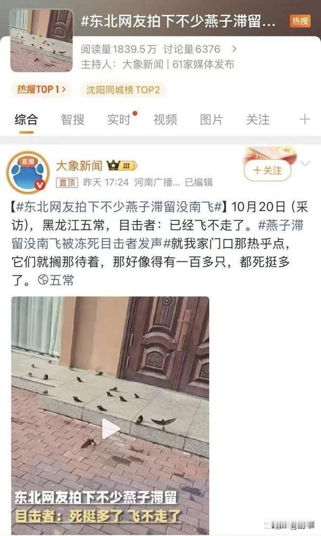 太揪心了！成百上千只燕子滞留东北，不少已被冻死！往年霜降前，燕子早已飞往南方，可