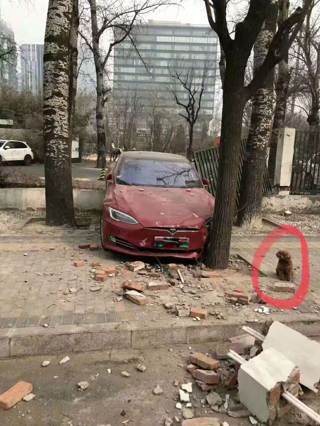 车若初见一觉醒来，狗狗满脸懵圈​​​