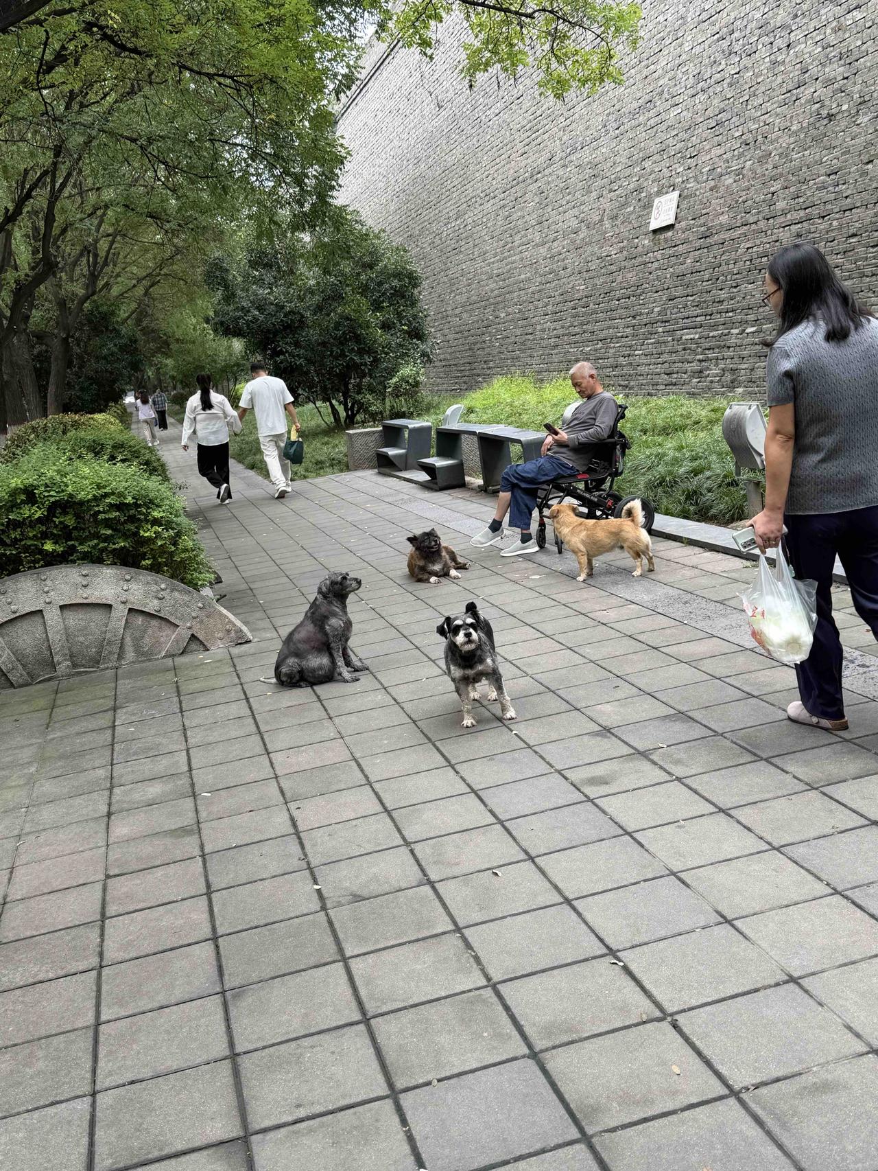 今天上午，我经过西安北马道巷时，看到前面几只狗狗在路上，或站或卧，一只还在吠叫，