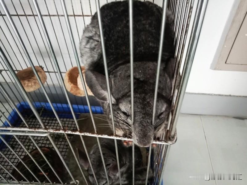 老鼠久灭不绝，原因可不少。首先它繁殖能力逆天，一只雌鼠一年后代超2000只，这生