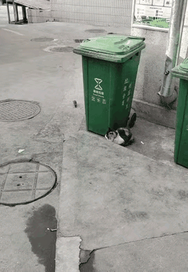 这老鼠也真倒霉出门没看黄历吗？[笑着哭]