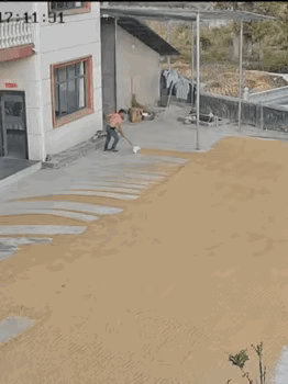 2025年9月19日，贵州遵义。暴雨将至，男子独自抢收晒在屋前的稻谷。