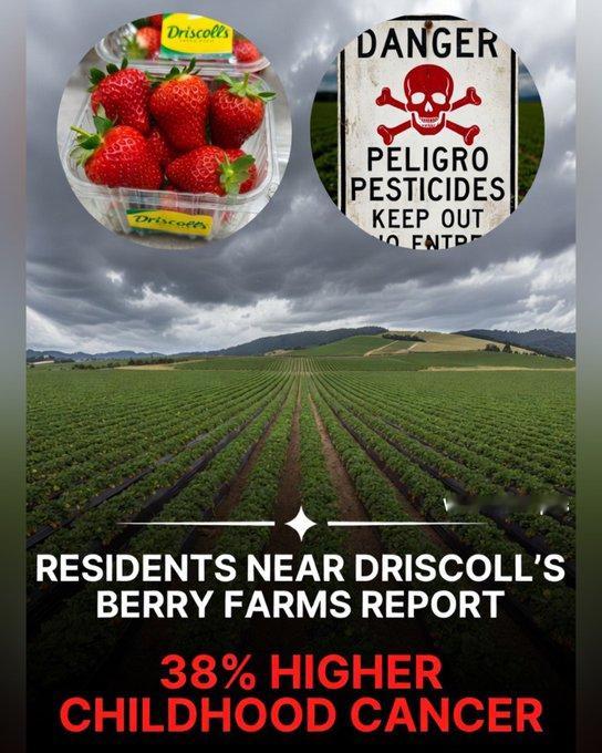 热门品牌Driscoll’s草莓在圣克鲁斯县种植Driscoll's草莓最近因农