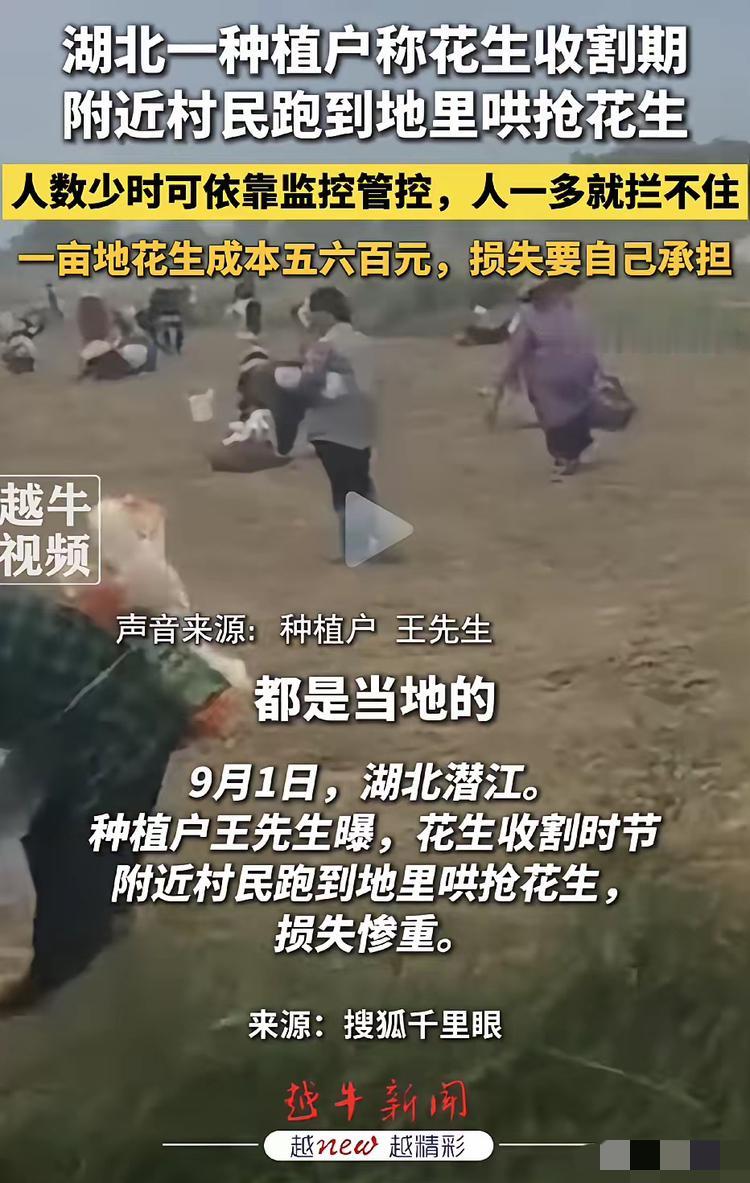 一年辛劳，半天抢光！湖北潜江，千余亩花生地到了收获时节，地里成熟的花生还没来得及
