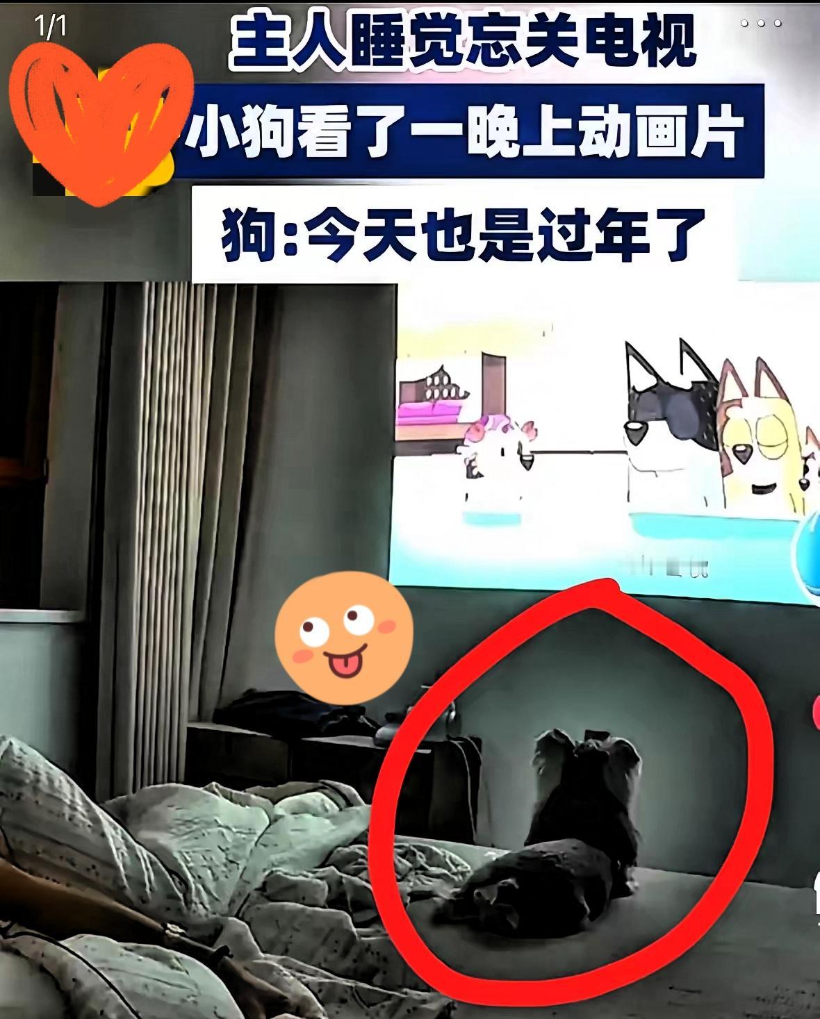 山东大哥一觉醒来差点笑喷！自己看电视睡着忘关，自家狗子居然直挺挺坐着，盯着屏幕一