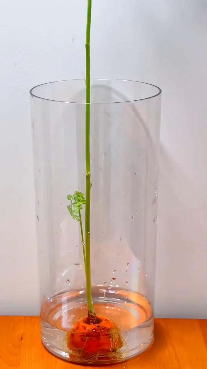 本来我是不想发这个视频的，但是不发又怕大家不知道我花养的这么好，想想还是发了。养