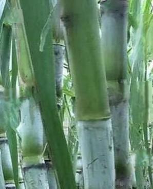 一根甘蔗91元，到底贵不贵？商家一句话道出关键近日，上海一位女士在水果店