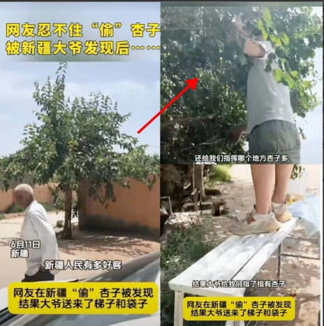 笑岔气了！男子去新疆旅游，偷吃大爷家杏子，不料，被大爷发现，本以为大爷会