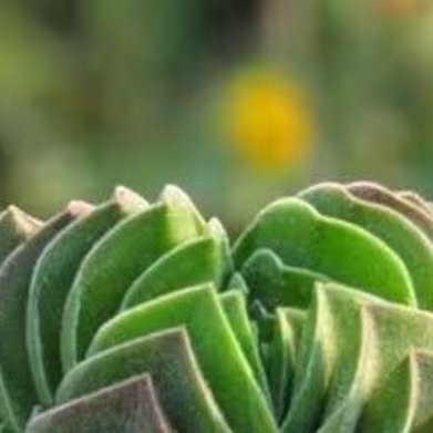 方塔（Crassula'Buddha'sTemple'）-光照：全日照，光
