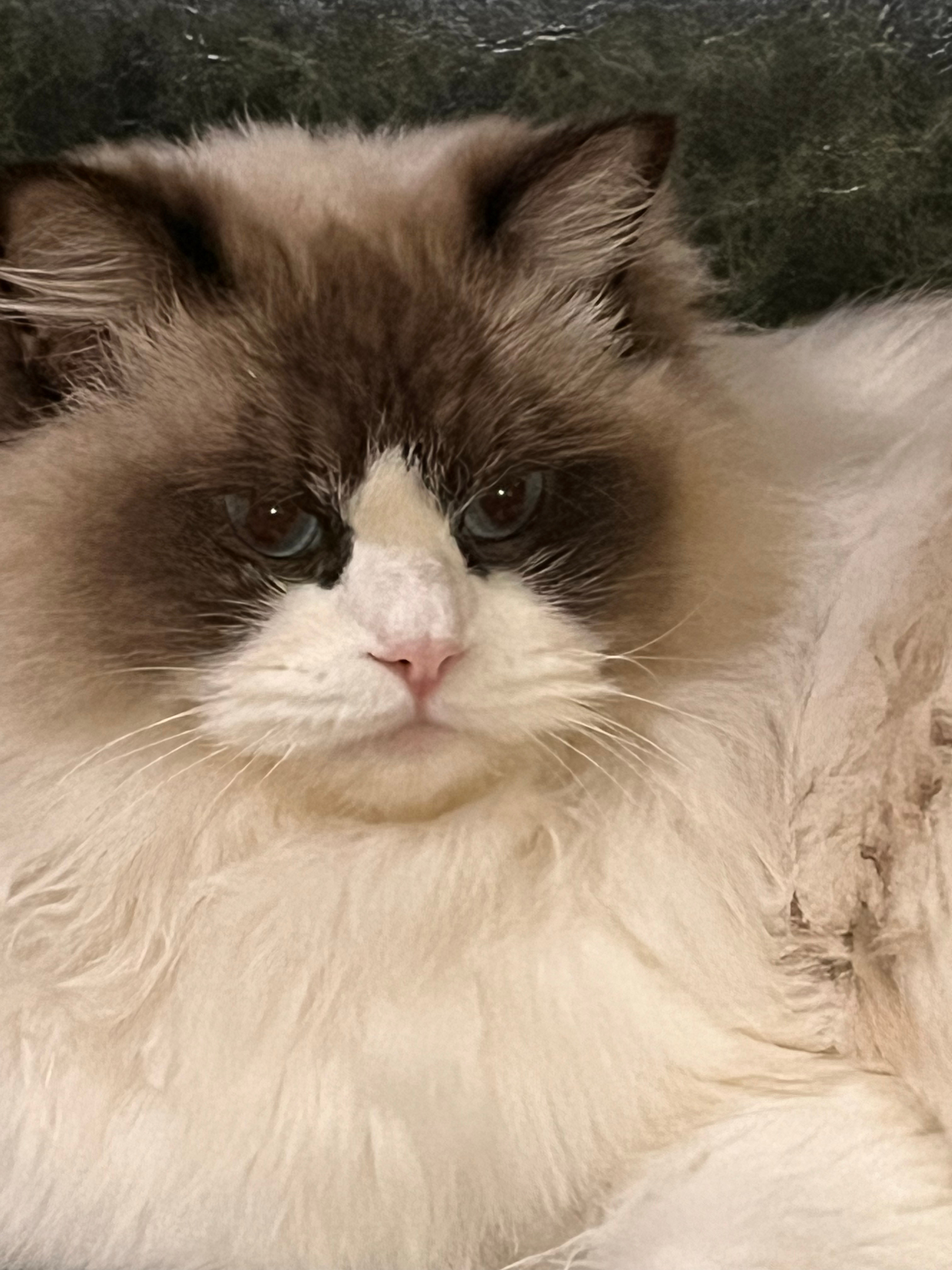 嫉妒心使猫咪变得面目狰狞