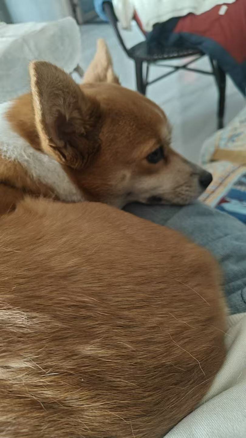 可爱的小狗生活手记