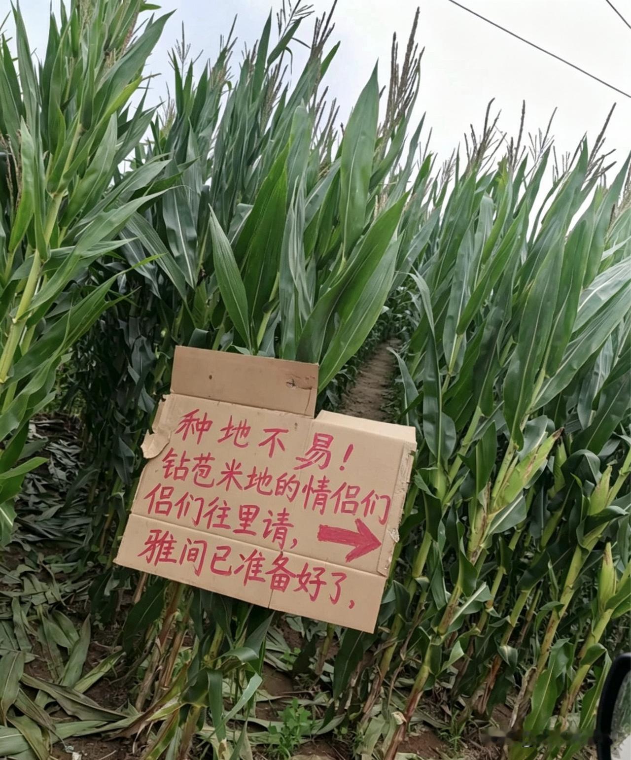 看来这位农民兄弟也给讹着急了，这么热的天，还有爱钻玉米地的人，无奈之下，干脆给爱