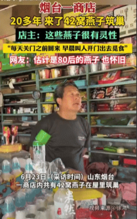 “万物皆有灵！”山东烟台，一商铺店李共有42窝燕子在屋里筑巢，它们每天都会按时的
