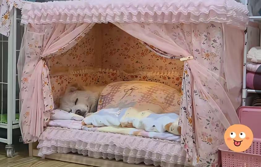 这狗窝比人住的都舒服，这条件不是所有人都能比的。嗨！就是生活太好了！5.6十年代