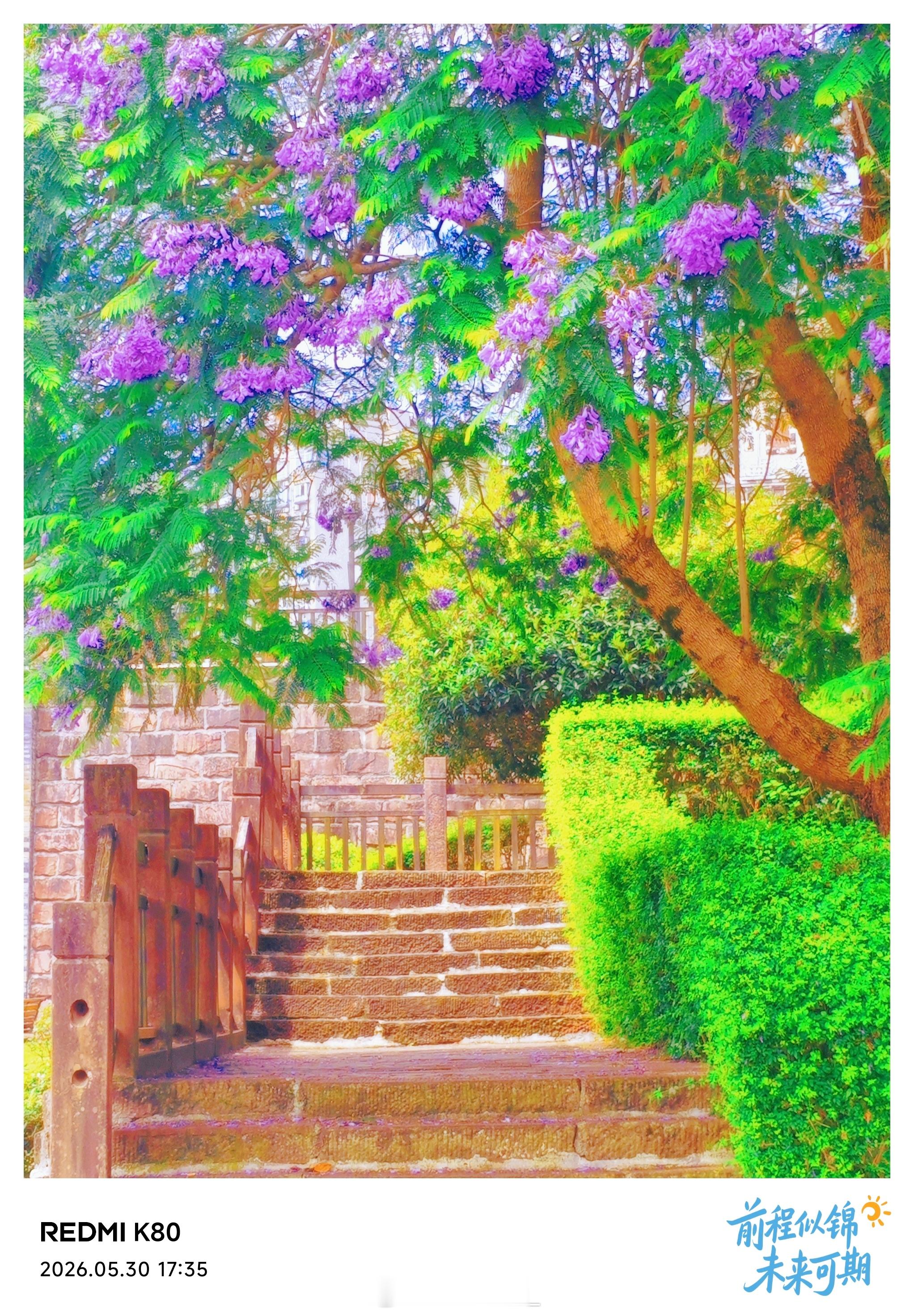 雅安石阶上落满了细碎的蓝紫色花瓣，风一吹，又有新的花雨轻轻落下。终于把手机暂时