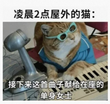 凌晨2点屋外的猫