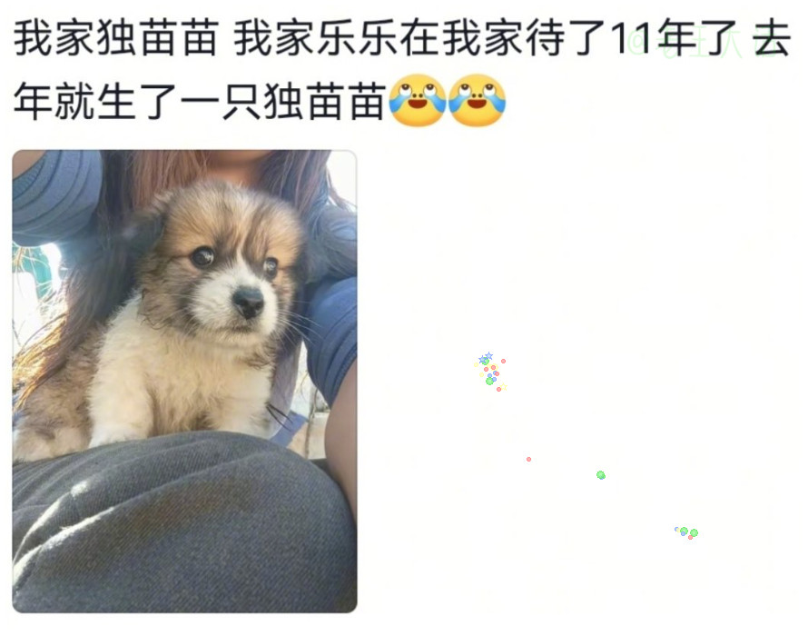 老狗留给家里的接班狗