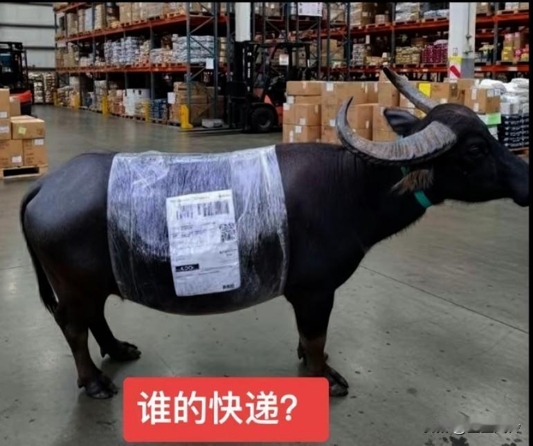 谁的快递?拉屎又拉尿，还得几个小时喂一次，把其他货都顶出个大洞，还迟迟不来领