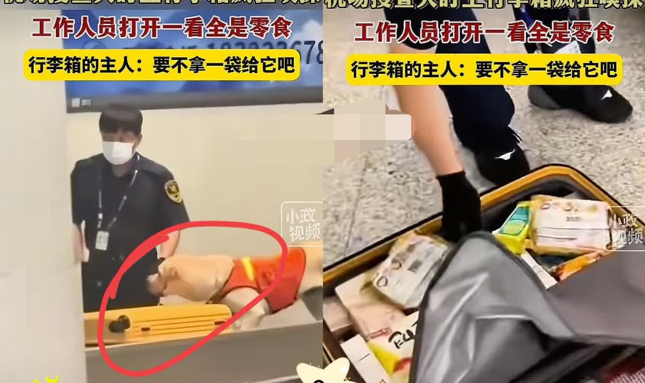 闹乌龙了！天津机场，安检犬对着女子的行李箱死缠烂打，鼻子都快贴上去了，工作人员立