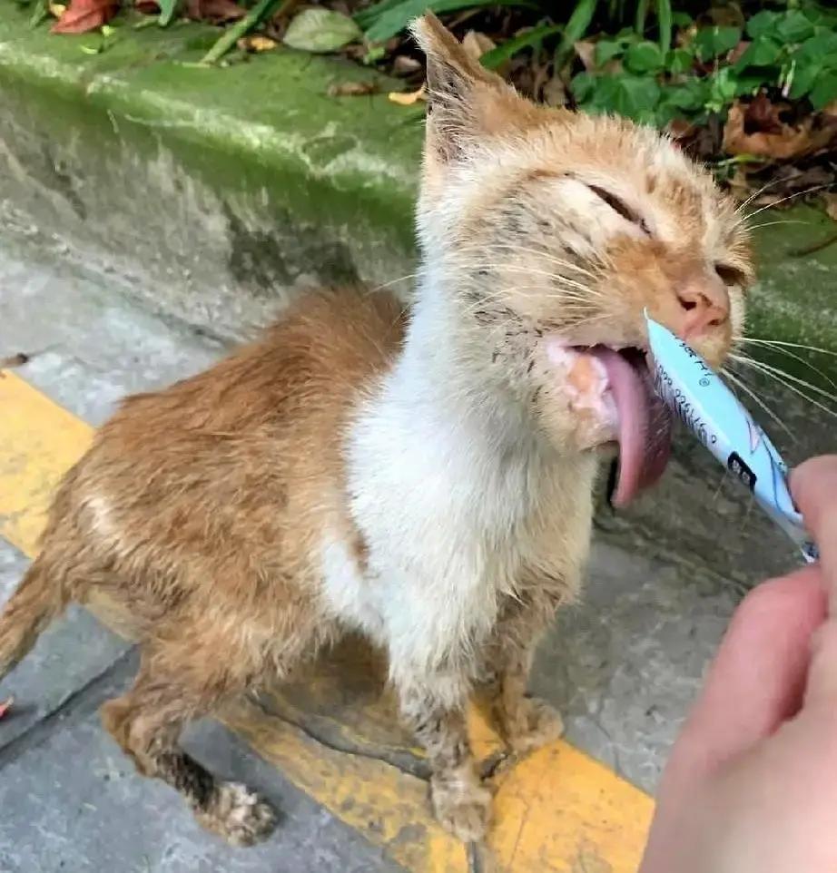 男子花19块9买了100根猫条天天喂流浪猫，结果猫嘴烂到差点被拔光牙。他以为捡