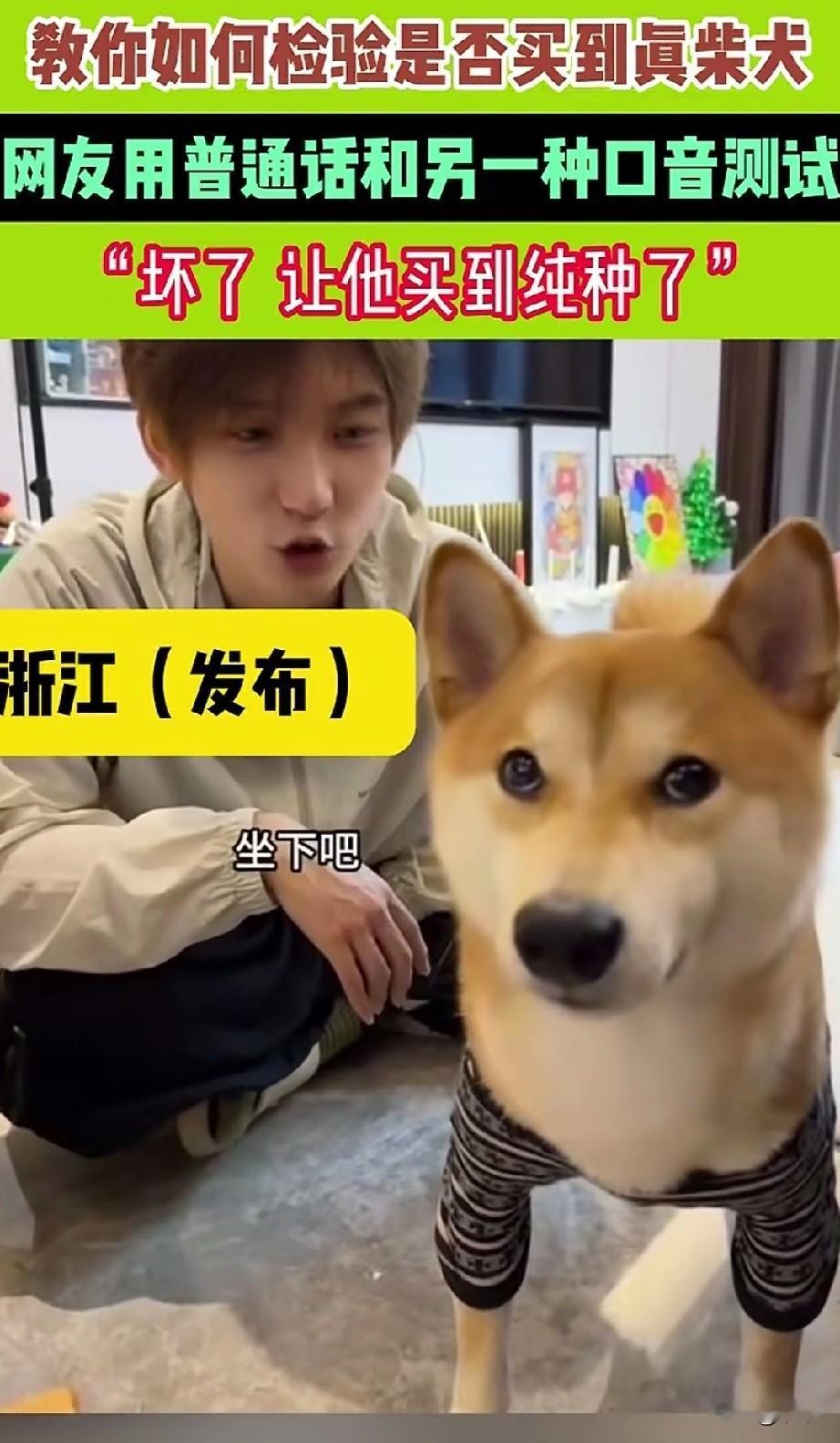 网友买了一只柴犬，和他正常的说话，让他坐下，结果这个柴犬根本不理他！有才的网