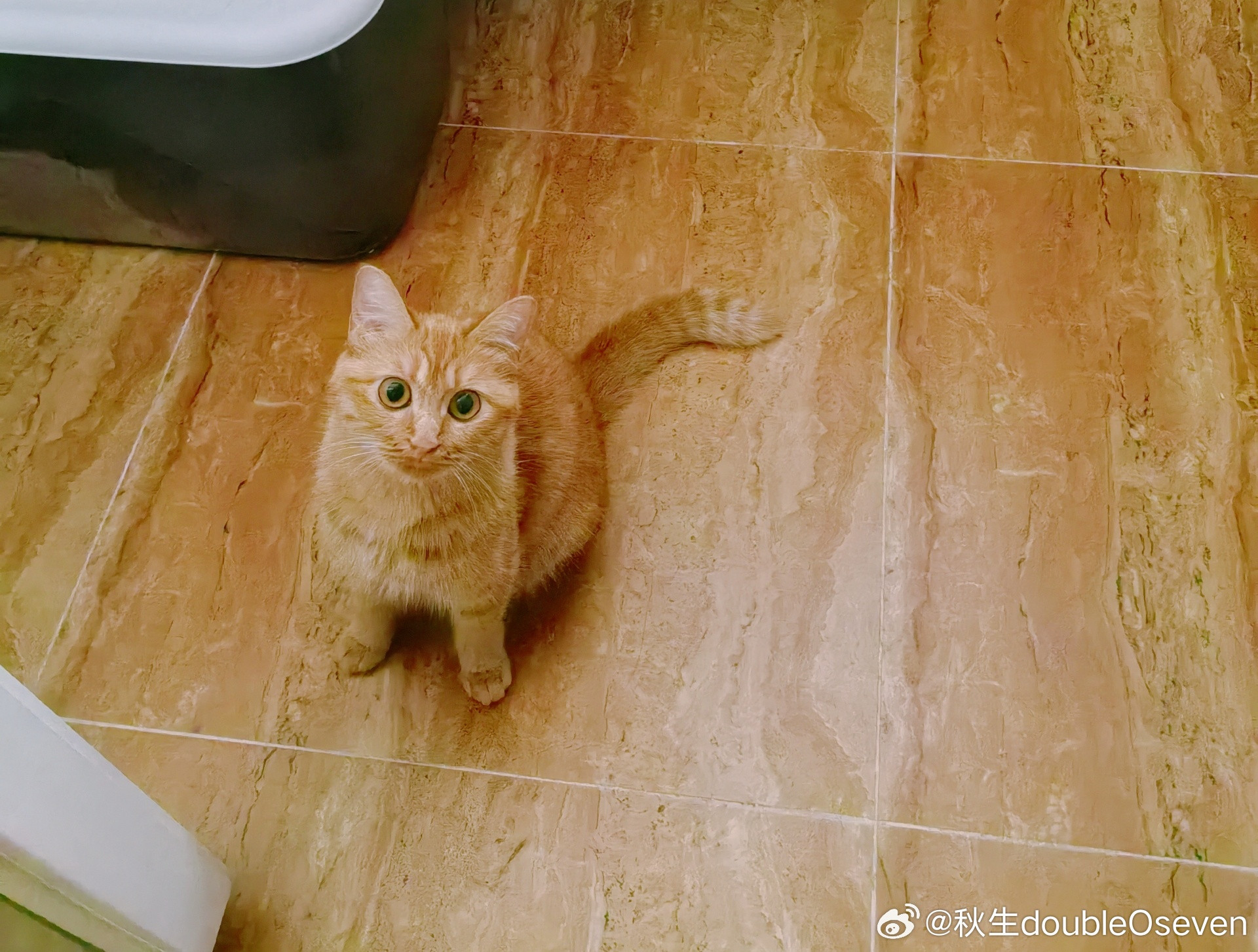 苹果喵喵看书的时候一扭头…这谁还看得下去书啊