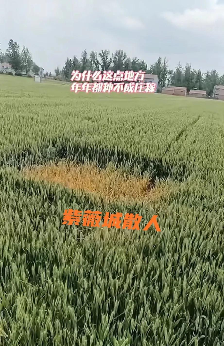 今年5月初，商丘市某网友晒出来自家地里的奇异麦田！各位可以看到，这片麦田中的绝