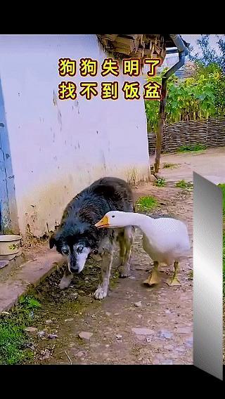 谁说动物没有感情？一只狗狗双眼失明，找不到饭盆，和它一起生活的大鹅一次次耐心地